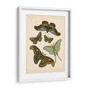 Entomología Antigua Ii - Vision Studio | Cuadro decorativo de Canvas Lab