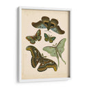 Entomología Antigua Ii - Vision Studio | Cuadro decorativo de Canvas Lab