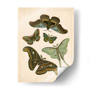 Entomología Antigua Ii - Vision Studio | Cuadro decorativo de Canvas Lab