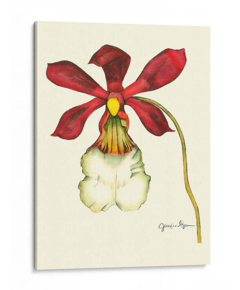 Majestuosa Orquídea Ii - Jennifer Goldberger | Cuadro decorativo de Canvas Lab