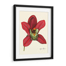 Majestuosa Orquídea Iii - Jennifer Goldberger | Cuadro decorativo de Canvas Lab