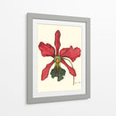 Majestuosa Orquídea Iv - Jennifer Goldberger | Cuadro decorativo de Canvas Lab