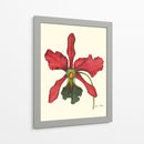 Majestuosa Orquídea Iv - Jennifer Goldberger | Cuadro decorativo de Canvas Lab