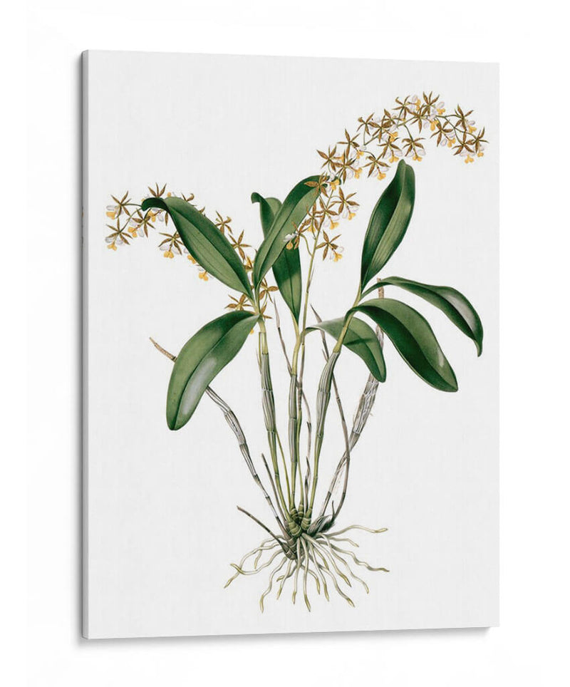 Orquídeas I - Drake | Cuadro decorativo de Canvas Lab