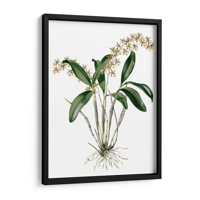 Orquídeas I - Drake | Cuadro decorativo de Canvas Lab