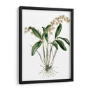 Orquídeas I - Drake | Cuadro decorativo de Canvas Lab