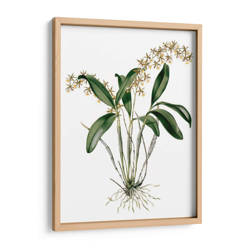 Orquídeas I - Drake | Cuadro decorativo de Canvas Lab