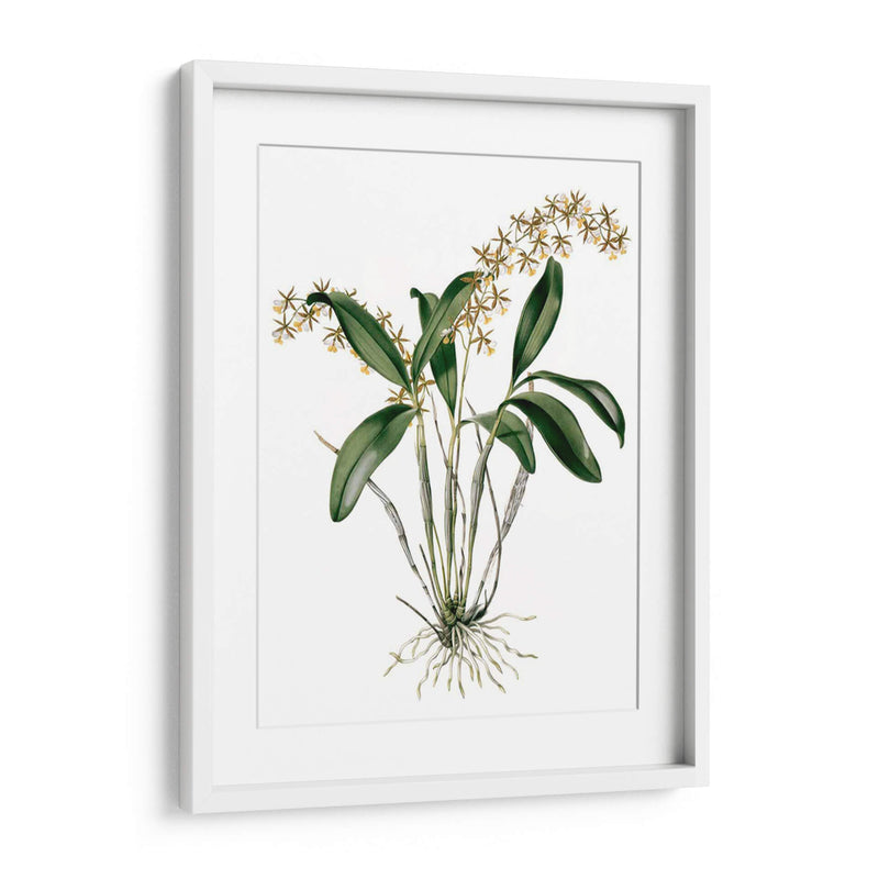 Orquídeas I - Drake | Cuadro decorativo de Canvas Lab