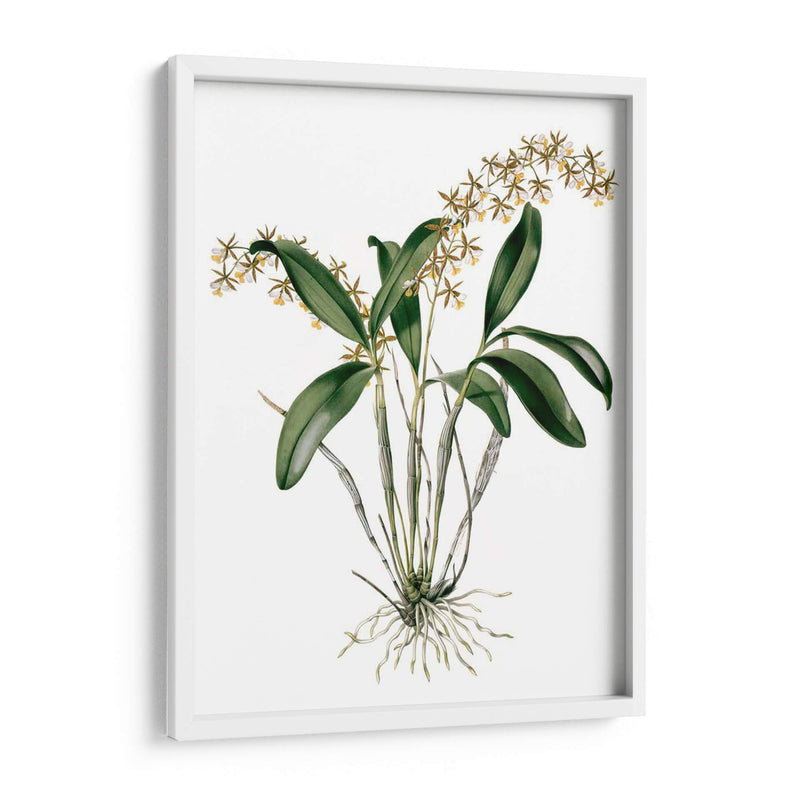 Orquídeas I - Drake | Cuadro decorativo de Canvas Lab