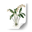 Orquídeas I - Drake | Cuadro decorativo de Canvas Lab