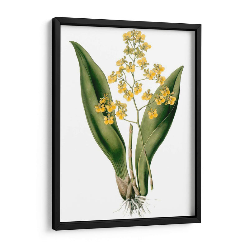 Orquídeas Ii - Drake | Cuadro decorativo de Canvas Lab