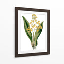 Orquídeas Ii - Drake | Cuadro decorativo de Canvas Lab