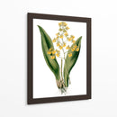Orquídeas Ii - Drake | Cuadro decorativo de Canvas Lab