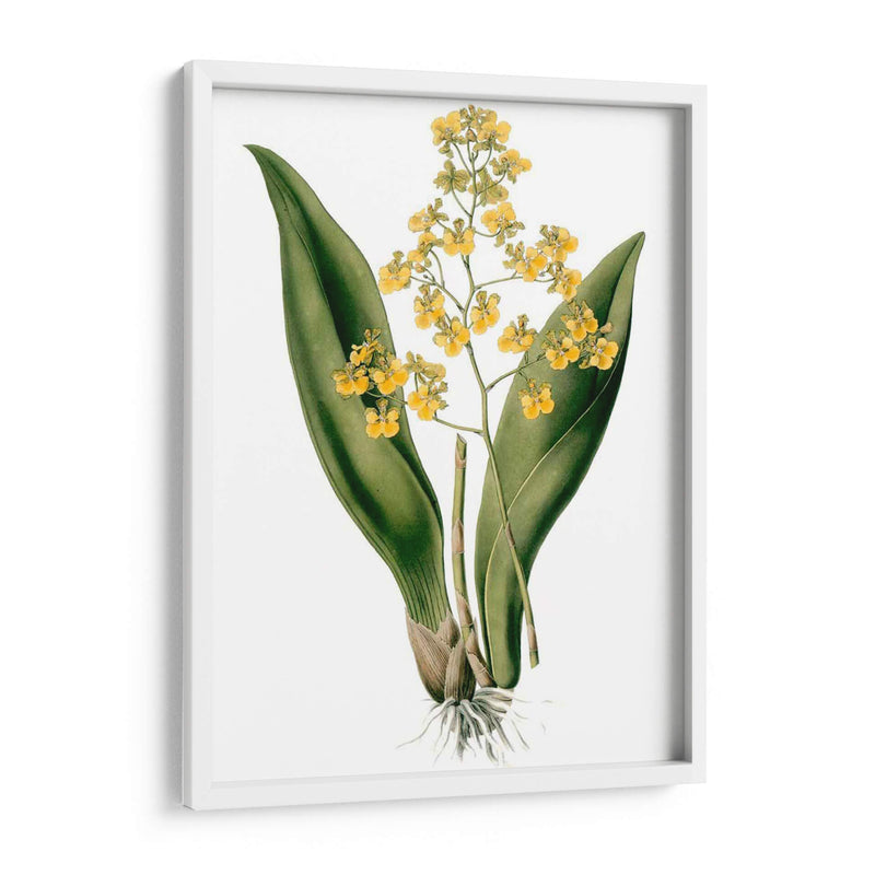 Orquídeas Ii - Drake | Cuadro decorativo de Canvas Lab