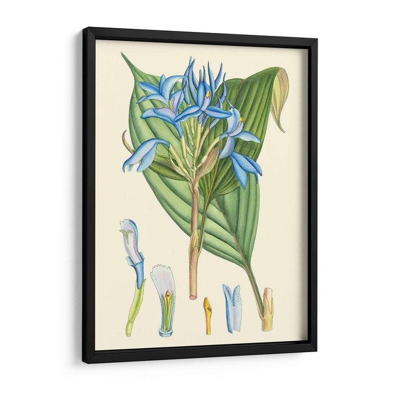 Periuwinking Blooms I - Curtis | Cuadro decorativo de Canvas Lab