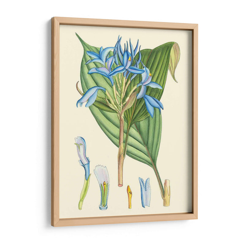 Periuwinking Blooms I - Curtis | Cuadro decorativo de Canvas Lab