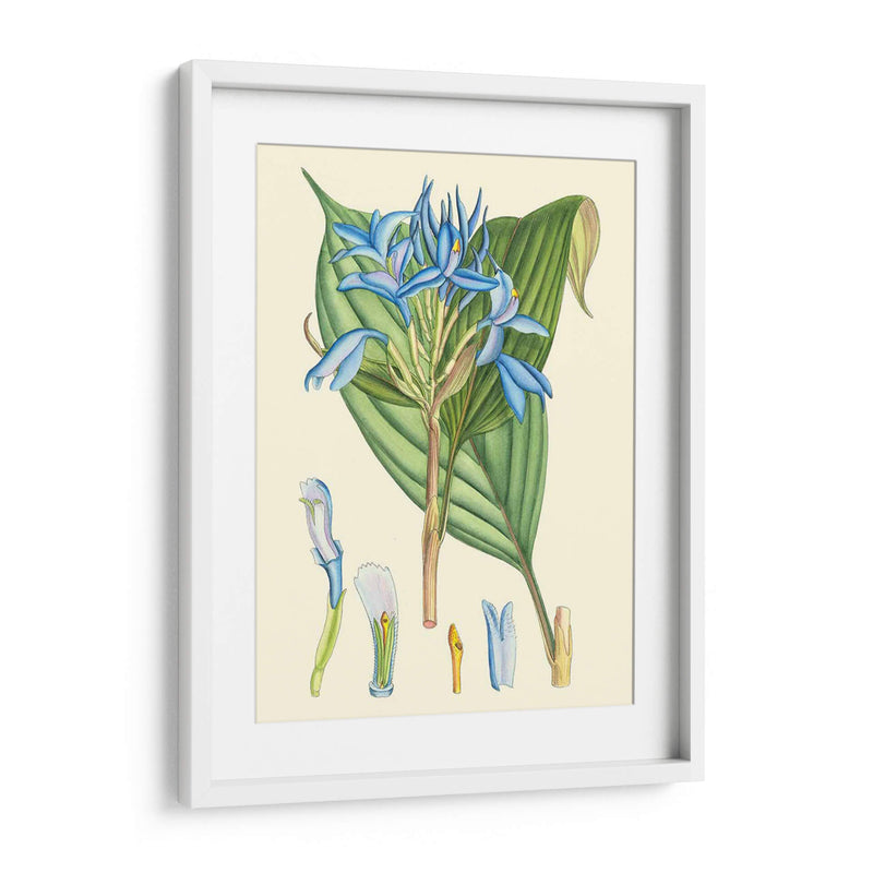 Periuwinking Blooms I - Curtis | Cuadro decorativo de Canvas Lab