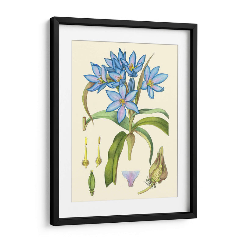 Blooms De Periwinkle Iii - Curtis | Cuadro decorativo de Canvas Lab