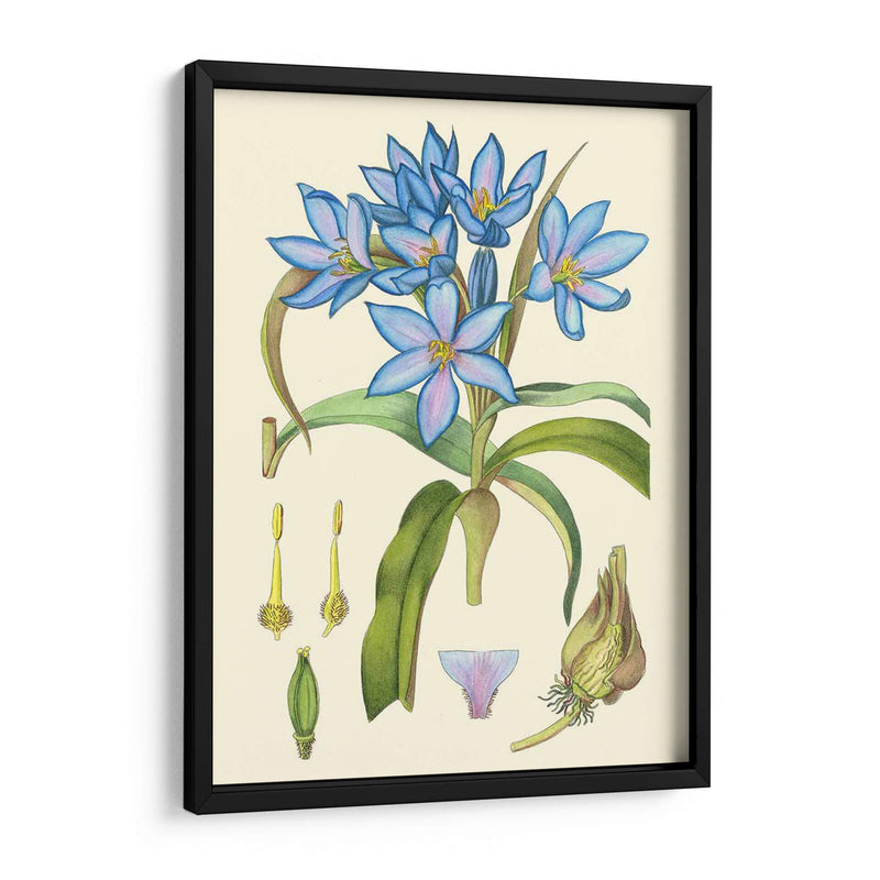 Blooms De Periwinkle Iii - Curtis | Cuadro decorativo de Canvas Lab