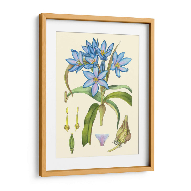 Blooms De Periwinkle Iii - Curtis | Cuadro decorativo de Canvas Lab