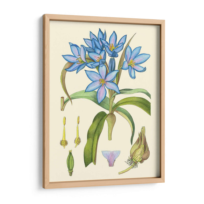 Blooms De Periwinkle Iii - Curtis | Cuadro decorativo de Canvas Lab