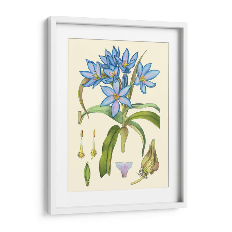 Blooms De Periwinkle Iii - Curtis | Cuadro decorativo de Canvas Lab