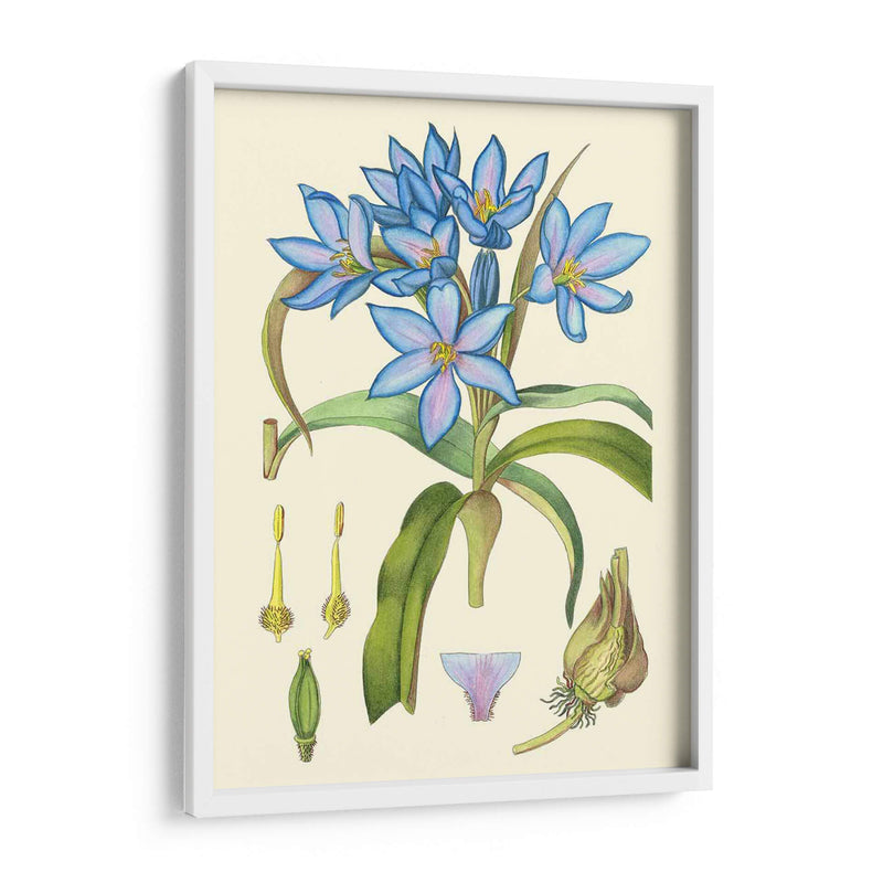 Blooms De Periwinkle Iii - Curtis | Cuadro decorativo de Canvas Lab