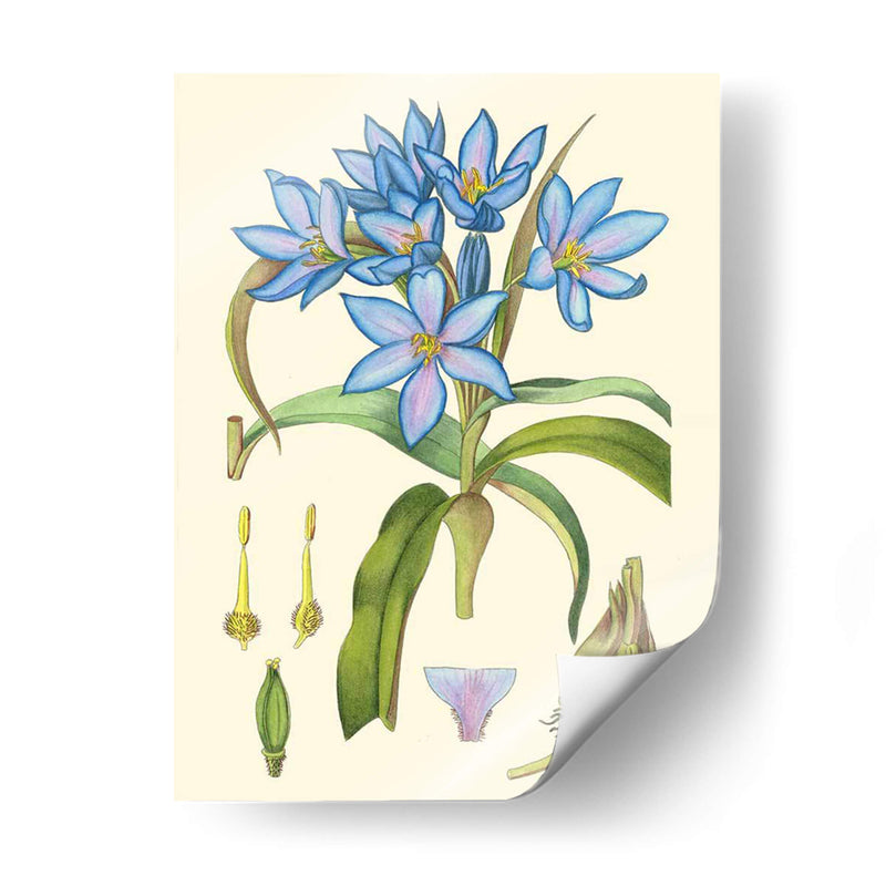 Blooms De Periwinkle Iii - Curtis | Cuadro decorativo de Canvas Lab