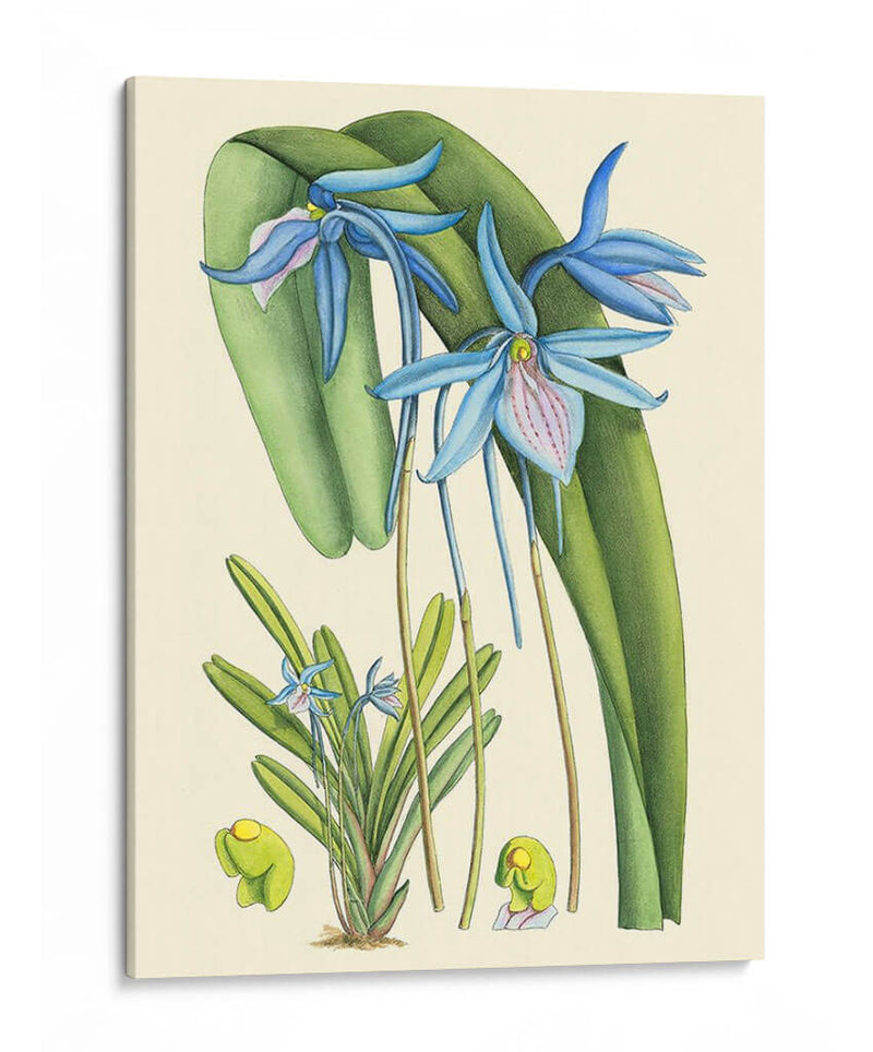 Blooms De Periwinkle Iv - Curtis | Cuadro decorativo de Canvas Lab