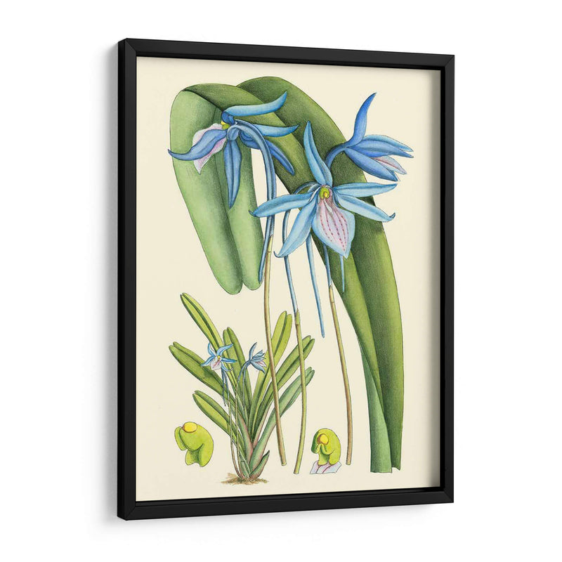 Blooms De Periwinkle Iv - Curtis | Cuadro decorativo de Canvas Lab