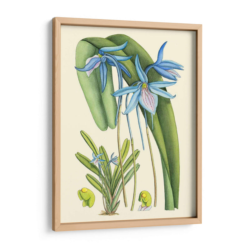 Blooms De Periwinkle Iv - Curtis | Cuadro decorativo de Canvas Lab