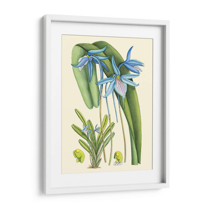 Blooms De Periwinkle Iv - Curtis | Cuadro decorativo de Canvas Lab