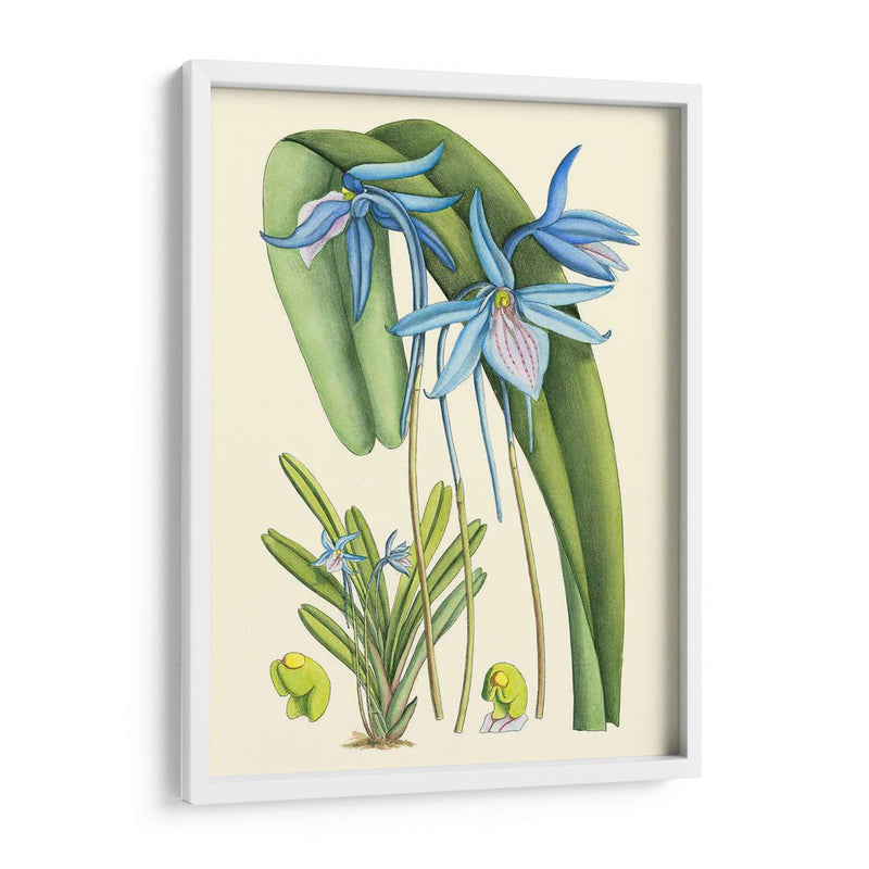 Blooms De Periwinkle Iv - Curtis | Cuadro decorativo de Canvas Lab