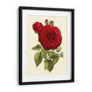 Magnífica Rosa I - Horto Van Houtteano | Cuadro decorativo de Canvas Lab