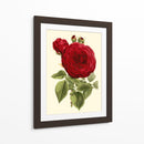 Magnífica Rosa I - Horto Van Houtteano | Cuadro decorativo de Canvas Lab