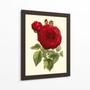 Magnífica Rosa I - Horto Van Houtteano | Cuadro decorativo de Canvas Lab