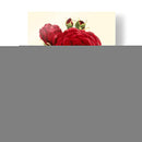 Magnífica Rosa I - Horto Van Houtteano | Cuadro decorativo de Canvas Lab