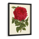 Magnífica Rosa Ii - Horto Van Houtteano | Cuadro decorativo de Canvas Lab