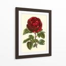 Magnífica Rosa Iii - Horto Van Houtteano | Cuadro decorativo de Canvas Lab