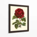 Magnífica Rosa Iii - Horto Van Houtteano | Cuadro decorativo de Canvas Lab