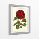 Magnífica Rosa Iii - Horto Van Houtteano | Cuadro decorativo de Canvas Lab