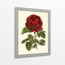 Magnífica Rosa Iii - Horto Van Houtteano | Cuadro decorativo de Canvas Lab