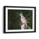 Paloma Ala Blanca - Ariadne Contreras | Cuadro decorativo de Canvas Lab