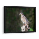 Paloma Ala Blanca - Ariadne Contreras | Cuadro decorativo de Canvas Lab