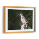 Paloma Ala Blanca - Ariadne Contreras | Cuadro decorativo de Canvas Lab