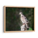 Paloma Ala Blanca - Ariadne Contreras | Cuadro decorativo de Canvas Lab