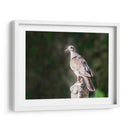 Paloma Ala Blanca - Ariadne Contreras | Cuadro decorativo de Canvas Lab