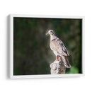 Paloma Ala Blanca - Ariadne Contreras | Cuadro decorativo de Canvas Lab