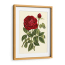 Magnífica Rosa Iv - Horto Van Houtteano | Cuadro decorativo de Canvas Lab