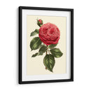 Magnífica Rosa V - Horto Van Houtteano | Cuadro decorativo de Canvas Lab